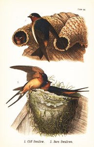 Klitterswaluw, Petrochelidon pyrrhonota 1, en boerenzwaluw, Hirundo rustica 2 door John James (after) Audubon