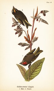 Goudhaantje, Regulus satrapa door John James (after) Audubon
