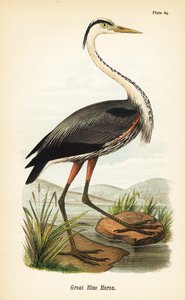 Grote blauwe reiger, Ardea herodias