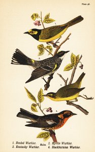 Geelkapzanger, Setophaga citrina 1, geelstuitzanger, Setophaga coronata 2, Kentuckyzanger, Geothlypis formosa 3 en Blackburniaanse zanger, Setophaga fusca 4 door John James (after) Audubon