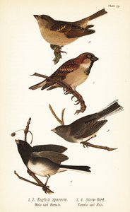 Huismus, Passer domesticus, en donkere junco, Junco hyemalis door John James (after) Audubon