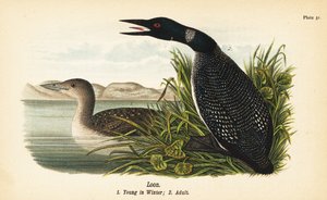 IJsduiker, Gavia immer, jong in de winter 1, volwassen 2 door John James (after) Audubon