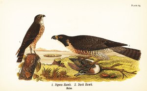 Sperwer, Falco columbarius 1, en slechtvalk met eend, Falco peregrinus 2 door John James (after) Audubon