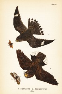 Nachtzwaluw, Chordeiles minor 1 en oostelijke whip-poor-will, Antrostomus vociferus, whip-poor-will 2, mannetjes door John James (after) Audubon