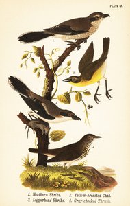 Noordelijke klauwier, Lanius borealis 1, geelborstzanger, Icteria virens 2, loggerhead klauwier, Lanius ludovicianus door John James (after) Audubon