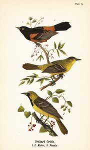 Boomgaardtroepiaal, Icterus spurius, mannetjes 1,2, en vrouwtje 3 door John James (after) Audubon