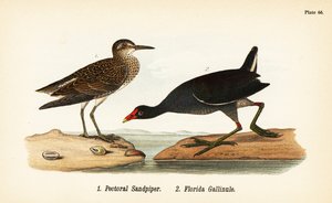 Gestreepte strandloper, Calidris melanotos 1, en gewone waterhoen, Gallinula galeata 2 door John James (after) Audubon