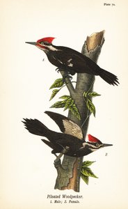 Helmspecht, Dryocopus pileatus, mannetje 1, vrouwtje 2 door John James (after) Audubon