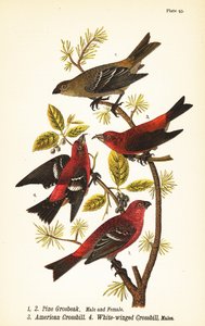 Pine grosbeak, Pinicola enucleator, mannetje 1, vrouwtje 2, Amerikaanse kruisbek of rode kruisbek, Loxia curvirostra 3, witvleugelkruisbek, Loxia leucoptera 4, mannetjes