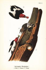 Roodkop specht, Melanerpes erythrocephalus, mannetje 1, vrouwtje 2, jong 3 door John James (after) Audubon