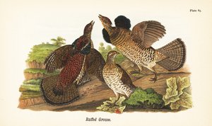 Kraaghoen, Bonasa umbellus