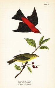 Zwartkopzanger, Piranga olivacea, mannetje 1, vrouwtje 2 door John James (after) Audubon