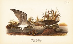 Solitaire strandloper, Tringa solitaria, mannetje 1, vrouwtje 2 door John James (after) Audubon
