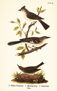 Kuifmees, Baeolophus bicolor, noordelijke spotvogel, Mimus polyglottos en ovenvogel, Seiurus aurocapilla door John James (after) Audubon