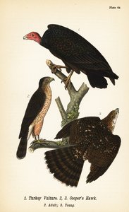 Kalkoengier, Cathartes aura 1, en Coopers havik, Accipiter cooperii, volwassen 2, jong 3 door John James (after) Audubon