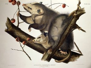 Virginische opossum, uit 