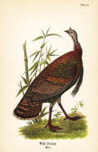 Wilde kalkoen, Meleagris gallopavo, mannetje