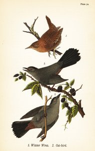 Winterkoning, Troglodytes hiemalis 1, en grijze katvogel, Dumetella carolinensis katvogel 2