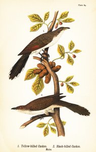 Geelsnavelkoekoek, Coccyzus americanus 1, en zwartsnavelkoekoek, Coccyzus erythropthalmus 2, mannetjes door John James (after) Audubon