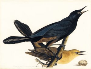 Een paar bootstaartgrackles door John James Audubon