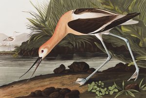 Amerikaanse steltkluut, Recurvirostra Americana, uit "The Birds of America" door John J. Audubon, pub. 1827-38