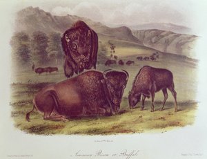 Amerikaanse Bizon of Buffel, uit 