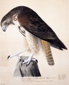 Amerikaanse buizerd of witborstbuizerd door John James Audubon