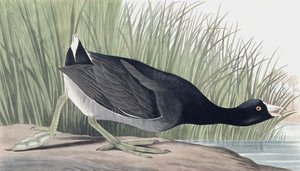Amerikaanse meerkoet, Fulica Americana, uit "The Birds of America" door John J. Audubon, uitgegeven 1827-38