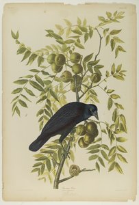 Amerikaanse Kraai, gedrukt door Julien Bien en uitgegeven door Roe Lockwood & Son, 1861 door John James Audubon