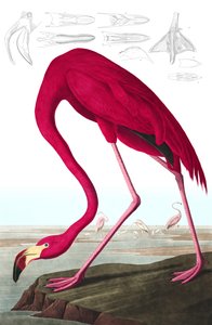 Amerikaanse Flamingo, Phoenicopterus Ruber, uit 