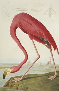 Amerikaanse Flamingo, uit "The Birds of America" door John James Audubon