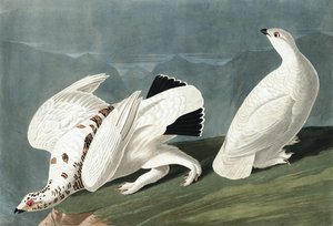 Amerikaanse Sneeuwhoen, Tetrao Mutus: Witstaart Sneeuwhoen, Tetrao Leucurus, uit "De Vogels van Amerika" door John J. Audubon, pub. 1827-38 door John James Audubon