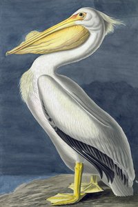 Amerikaanse witte pelikaan, Pelecanus Erythrorhynchos, uit "The Birds of America" door John J. Audubon, uitgegeven 1827-38 door John James Audubon