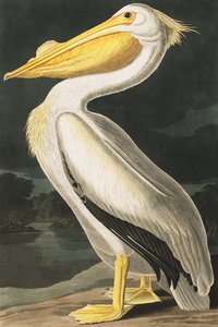 Amerikaanse witte pelikaan, Pelecanus Erythrorhynchos, uit "The Birds of America" door John J. Audubon, pub. 1827-38