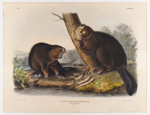 Amerikaanse bever, 1844