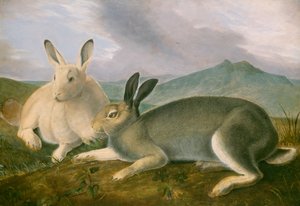 Arctische Haas, ca. 1841 door John James Audubon
