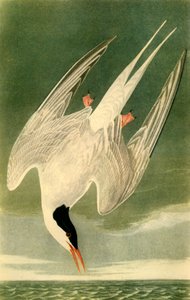 Noordse Stern door John James Audubon