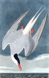 Noordse stern, Sterna Paradisaea, uit "The Birds of America" door John J. Audubon, uitgegeven 1827-38 door John James Audubon