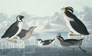 Zwartkeelzeekoet, Knobbelbekalk, Krulkuifalk, Hoornbekzeekoet, getekend naar de natuur door John James Audubon