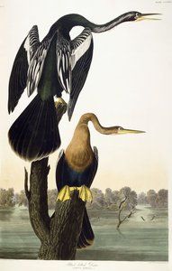 Zwartbuikdarter