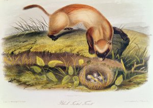 Zwartvoetfret uit Quadrupeds of North America (1842-5) door John James Audubon