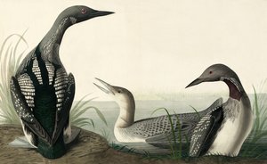 Zwartkeelduiker, Colymbus Arcticus, uit "The Birds of America" door John J. Audubon, pub. 1827-38 door John James Audubon