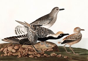 Zwartbuikplevier, Charadrius Helveticus, uit "The Birds of America" door John J. Audubon, uitgegeven 1827-38 door John James Audubon