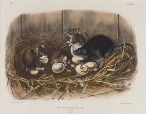 Zwarte Rat, ca. 1845 door John James Audubon