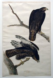  door John James Audubon