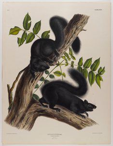 Zwarte eekhoorn door John James Audubon