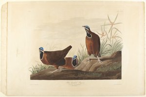 Blauwkopduif door John James Audubon