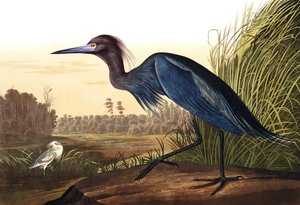 Blauwe reiger, Ardea Coerulea, uit "The Birds of America" door John J. Audubon, uitgegeven 1827-38