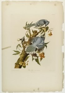 Blauwe Gaai, gedrukt door Julien Bien en uitgegeven door Roe Lockwood & Son, 1861