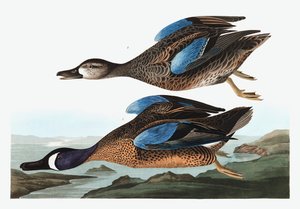 Blauwvleugeltaling, Anas Discors, uit "The Birds of America" door John J. Audubon, pub. 1827-38 door John James Audubon